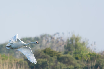 Swan flying