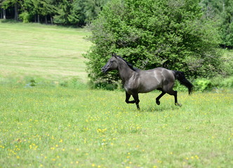 Tänzerin auf der Weide, graue Quater horse Stute im Galopp
