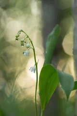 Photo sur Plexiglas Muguet Muguet, Concallaria majalis avec gouttes d& 39 eau, reflets en arrière-plan