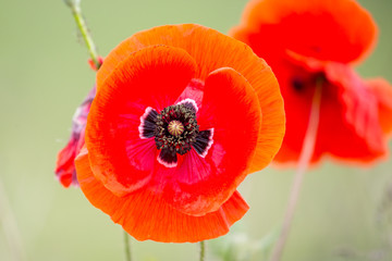 Closeup of a wild poppy flower on the sring rural field.