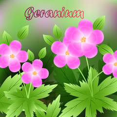 Beautiful spring flowers Geranium. cards or your design with space for text. Vector