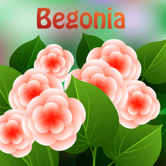 Beautiful spring flowers Begonia. Cards or your design with space for text. Vector