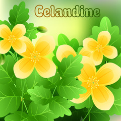 Beautiful spring flowers Celandine. Cards or your design with space for text. Vector