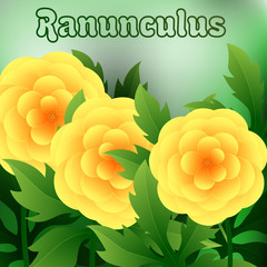 Beautiful spring flowers Ranunculus. Cards or your design with space for text. Vector