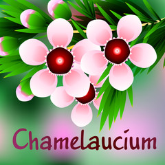 Beautiful spring flowers Chamelaucium. Cards or your design with space for text. Vector