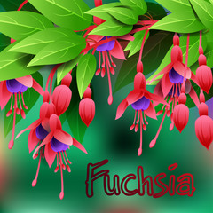 Beautiful spring flowers Fuchsia. Cards or your design with space for text. Vector