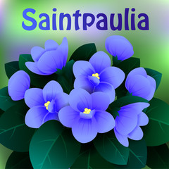 Beautiful spring flowers Saintpaulia. Cards or your design with space for text. Vector