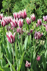 Tulip (Tulipa) - genus of perennial herbaceous bulbous plants lily family
