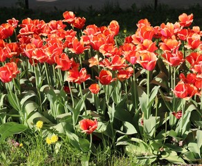 Obraz premium Tulip (Tulipa) - genus of perennial herbaceous bulbous plants lily family 