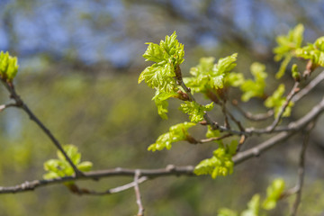 Springtime Beginnings