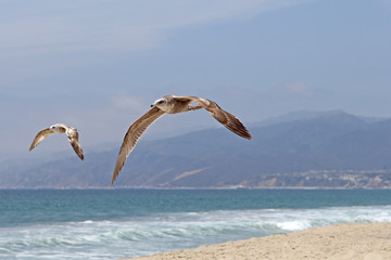 Seagulls flying at Santa Monica Beach in California at the Pacific Ocean