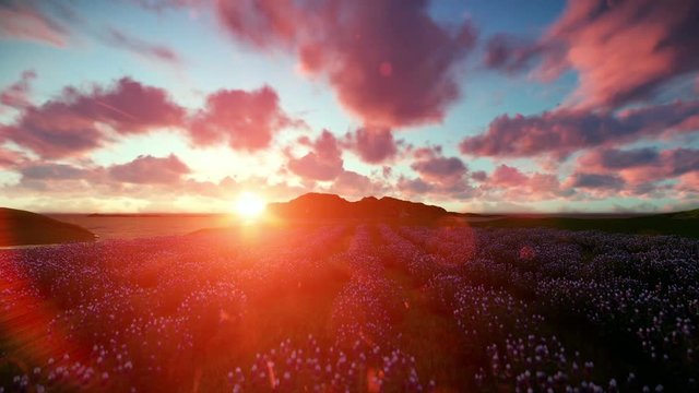 Lavender field against beautiful timelapse sunset