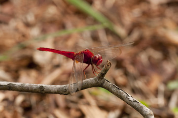 Common Scarlet dragonfly