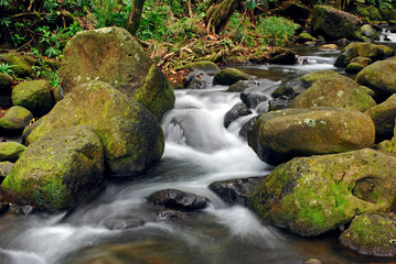 Tropical River in Kauai