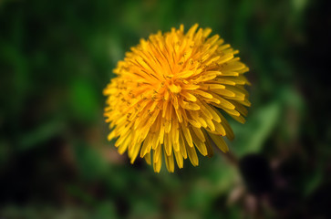 wild flower dandelion. summer flower on a blurred background.