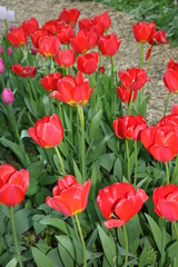 Fototapeta premium Tulip (Tulipa) - genus of perennial herbaceous bulbous plants lily family 