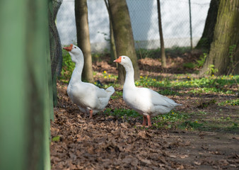 Obraz premium Gooses at farm