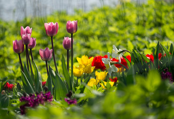 Sunny spring tulips