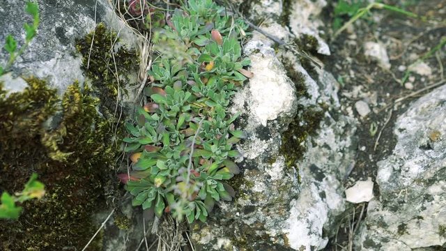 Close up of unique herb on the rock (Schivereckia)