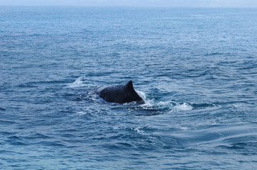 Fototapeta premium Sperm Whale. Picture taken from whale watching cruise in Kaikoura, New Zealand