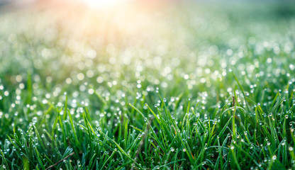 Fototapeta premium background of dew drops on bright green grass with sun beam. Bright natural bokeh. Soft focus. Abstract creative background . small depth of field