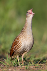 Bird a Corn crake sings on a meadow