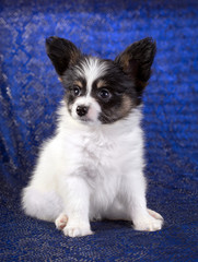 Portrait of a Papillon puppy