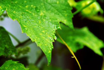 Little water drop on green leave