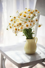 Daisies near window at home in sunshine