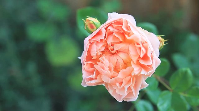 An ‘Evelyn’ old-fashioned rose blooms in a garden in spring.