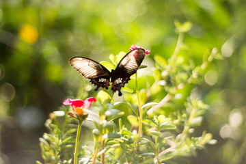 butterfly  and  orchids