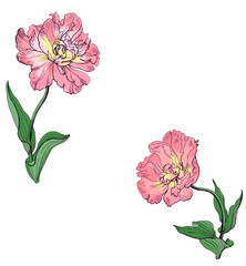 Obraz premium Greeting card witn tulip flowers.