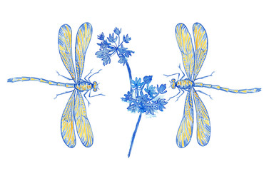 Two dragonflies blue and flowers  in decoration style on white.