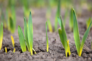 agricultural field, macro green wheat grass. Cultivation of wheat. small depth of field.