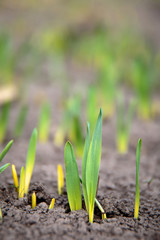  agricultural field, close-up of green wheat sprouts. small depth of field