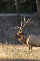 Bull Elk in the Fall Rut