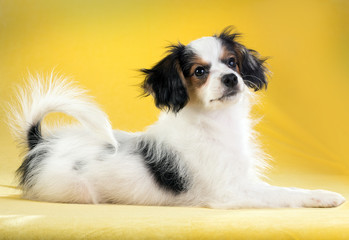 Portrait of a Phalene puppy