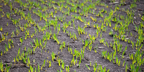  agricultural field, close-up of green wheat sprouts. small depth of field