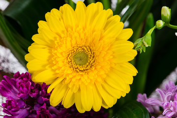 yellow gerbera macro background