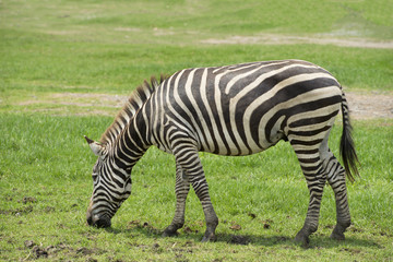 Fototapeta na wymiar Zebra is eating grass in the field.