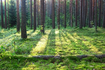 Fototapeta premium Sunrise in pine forest