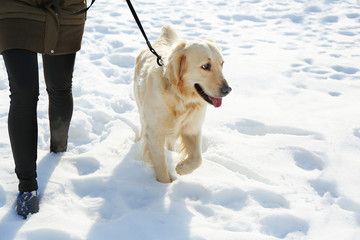 Golden retriever going for a walk with mistress outdoors in winter