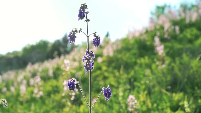 Blue Salvia (salvia farinacea) flowers blooming on the wild fields