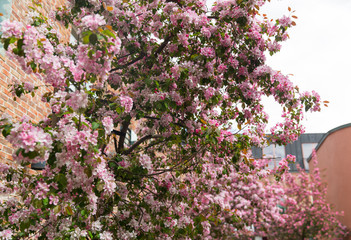 Obraz premium close up of beautiful blooming branch with flowers