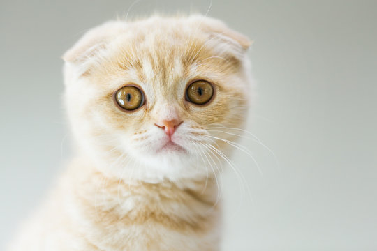 close up of scottish fold kitten