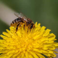 bee on a flower