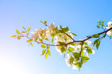 apple flowers are blooming, on background sky