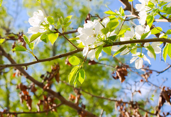 apple flowers are blooming, on background sky