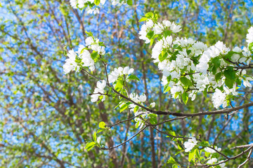 apple flowers are blooming, on background sky