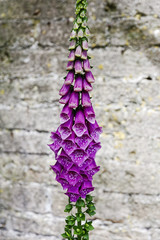 Spray of foxgloves in front of an old whitewashed brick wall © Steven Bramall